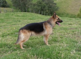 Yako